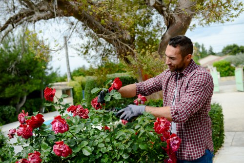 Professional garden clearance services in Kensington